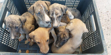 PACMA alerta de que más de 300.000 animales son abandonados en nuestro país cada año