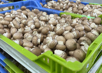 Productores de champiñón lamentan la “falta de sensibilidad” del Gobierno de Castilla-La Mancha con el sector