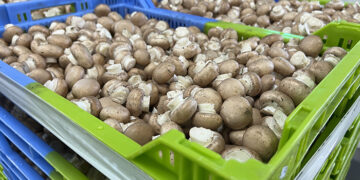 Productores de champiñón lamentan la “falta de sensibilidad” del Gobierno de Castilla-La Mancha con el sector