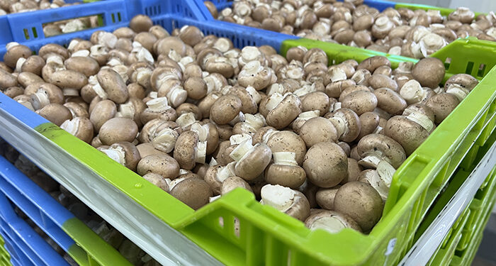 Productores de champiñón lamentan la “falta de sensibilidad” del Gobierno de Castilla-La Mancha con el sector
