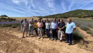 Una plaga de gusanos pone en peligro la cosecha de lavanda en toda España
