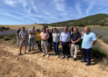 Una plaga de gusanos pone en peligro la cosecha de lavanda en toda España 7 Una plaga de gusanos pone en peligro la cosecha de lavanda en toda España