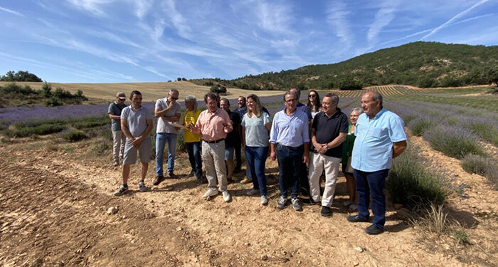Una plaga de gusanos pone en peligro la cosecha de lavanda en toda España