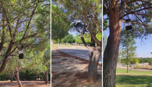 Cabanillas inicia un nuevo método contra la procesionaria, instalando trampas de feromonas