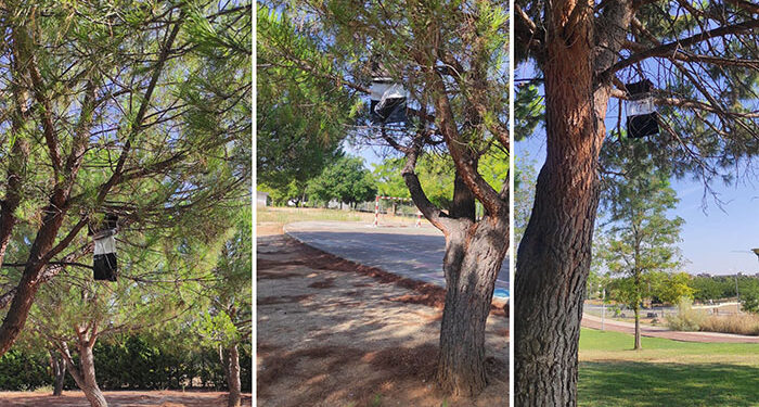 Cabanillas inicia un nuevo método contra la procesionaria, instalando trampas de feromonas 1 Cabanillas inicia un nuevo método contra la procesionaria, instalando trampas de feromonas