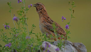 Cazadores de toda España participarán en el proyecto científico Coturnix de seguimiento de codorniz