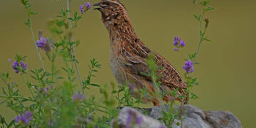 Cazadores de toda España participarán en el proyecto científico Coturnix de seguimiento de codorniz