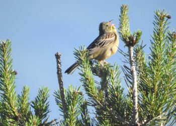 El canto de las aves de la Sierra Norte de Guadalajara: terapia natural