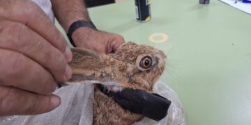 El IRIAF colabora con la Fundación Internacional para la Recuperación de Ecosistemas en un proyecto de conservación e investigación de liebre ibérica