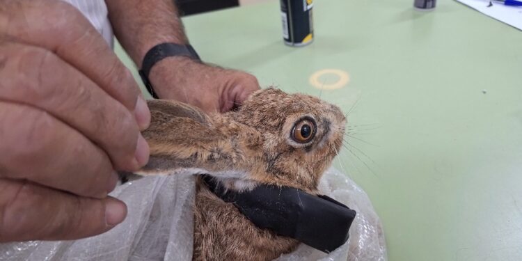 El IRIAF colabora con la Fundación Internacional para la Recuperación de Ecosistemas en un proyecto de conservación e investigación de liebre ibérica 1 El IRIAF colabora con la Fundación Internacional para la Recuperación de Ecosistemas en un proyecto de conservación e investigación de liebre ibérica