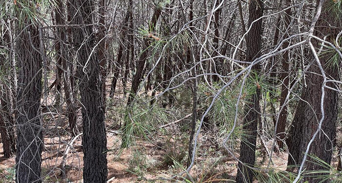 Los cazadores españoles invierten 54 millones de euros al año en prevención de incendios forestales 1 Los cazadores españoles invierten 54 millones de euros al año en prevención de incendios forestales