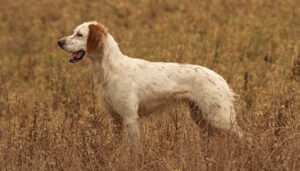 Los cazadores exigen al Gobierno rigor y datos acreditados para elaborar la estadística sobre abandono de perros