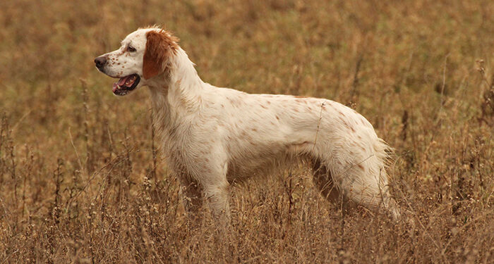 Los cazadores exigen al Gobierno rigor y datos acreditados para elaborar la estadística sobre abandono de perros 1 Los cazadores exigen al Gobierno rigor y datos acreditados para elaborar la estadística sobre abandono de perros