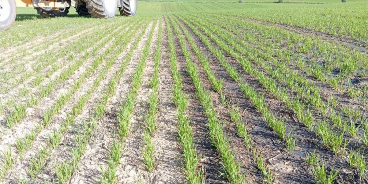 El modelo de economía circular en la gestión del estiércol líquido de porcino favorece la sostenibilidad y confirma su eficiencia como abono orgánico alternativo a los químicos 1 El modelo de economía circular en la gestión del estiércol líquido de porcino favorece la sostenibilidad y confirma su eficiencia como abono orgánico alternativo a los químicos