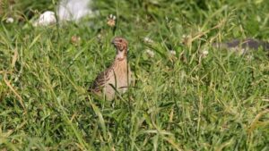 p1i5npk8229e31e0c1hol113j1f404