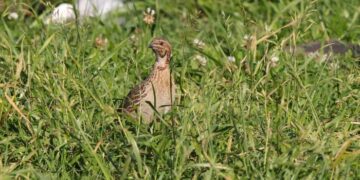 La Junta abre el periodo hábil de caza especial de media veda para las especies cinegéticas migratorias estivales autorizadas