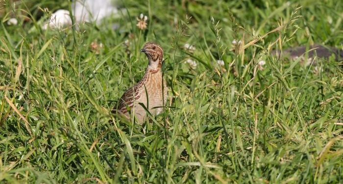 La Junta abre el periodo hábil de caza especial de media veda para las especies cinegéticas migratorias estivales autorizadas 1 p1i5npk8229e31e0c1hol113j1f404