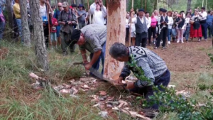 ¿Que solo se ve en el NODO?.Mira cómo los Carreteros de Quintanar de la Sierra (Burgos) cortan un pino, con hacha y tronzador en la Fiesta Ganchera 2 vlcsnap 00035