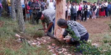 ¿Que solo se ve en el NODO?.Mira cómo los Carreteros de Quintanar de la Sierra (Burgos) cortan un pino, con hacha y tronzador en la Fiesta Ganchera