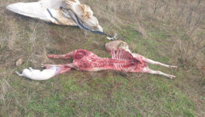 APAG pide la limitación de manadas de lobo en la Sierra Norte