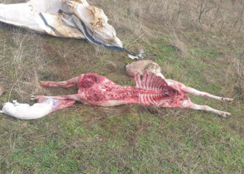 APAG pide la limitación de manadas de lobo en la Sierra Norte