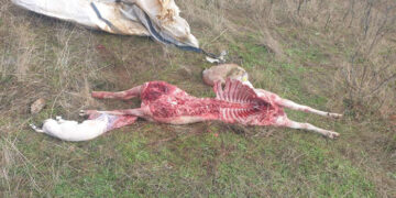 APAG pide la limitación de manadas de lobo en la Sierra Norte