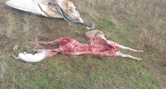 APAG pide la limitación de manadas de lobo en la Sierra Norte