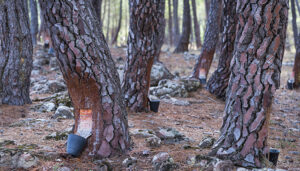 Abierta la selección de ocho resineros en formación para la nueva Escuela de Resina del proyecto Bosque Innova en el Alto Tajo