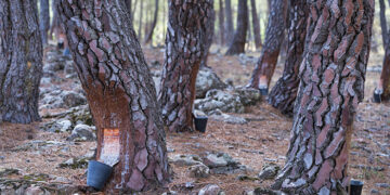 Abierta la selección de ocho resineros en formación para la nueva Escuela de Resina del proyecto Bosque Innova en el Alto Tajo