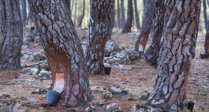 Abierta la selección de ocho resineros en formación para la nueva Escuela de Resina del proyecto Bosque Innova en el Alto Tajo