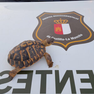 Agentes Medioambientales rescatan una tortuga mediterránea en Cuenca