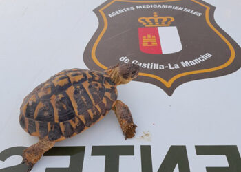 Agentes Medioambientales rescatan una tortuga mediterránea en Cuenca Agentes Medioambientales rescatan una tortuga mediterránea en Cuenca