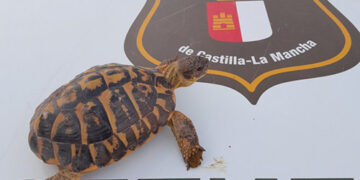 Agentes Medioambientales rescatan una tortuga mediterránea en Cuenca