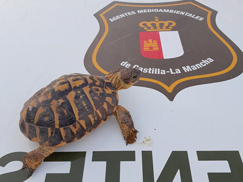 Agentes Medioambientales rescatan una tortuga mediterránea en Cuenca 1 Agentes Medioambientales rescatan una tortuga mediterránea en Cuenca