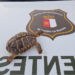 Agentes Medioambientales rescatan una tortuga mediterránea en Cuenca 3 Agentes Medioambientales rescatan una tortuga mediterránea en Cuenca