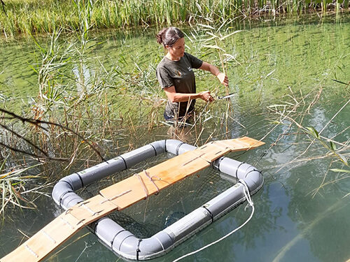 El invento de los Agentes Medioambientales para capturar en Cuenca ejemplares de Galápago de Florida