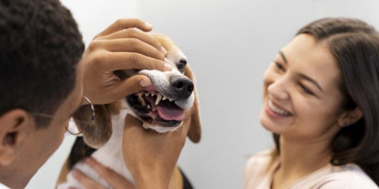 El sector veterinario en aumento, ¿qué oportunidades brinda Cursos de auxiliar veterinaria, ¿de qué trata