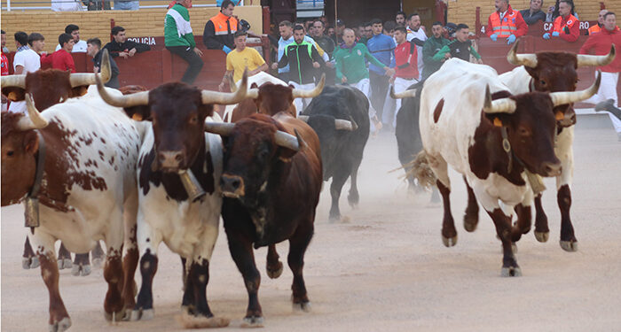 El tercer encierro de las Ferias de Guadalajara ha sido el más rápido, con muchos más corredores y público y sin incidencias 1 El tercer encierro de las Ferias de Guadalajara ha sido el más rápido, con muchos más corredores y público y sin incidencias