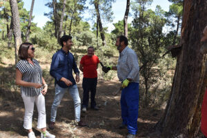 La Diputación de Cuenca incrementa las ayudas para los resineros en un 80% hasta llegar a los 1.796 euros por beneficiario