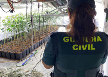 La Guardia Civil desmantela una plantación de marihuana en un inmueble abandonado en la A-2 en Torija
