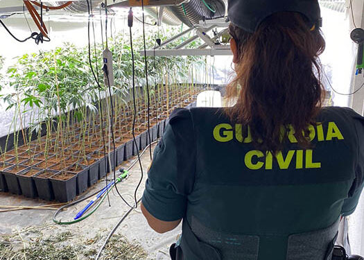 La Guardia Civil desmantela una plantación de marihuana en un inmueble abandonado en la A-2 en Torija 1 La Guardia Civil desmantela una plantación de marihuana en un inmueble abandonado en la A-2 en Torija