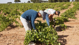 La vendimia llega a su cénit en la Denominación de Origen La Mancha con la recogida del Airén