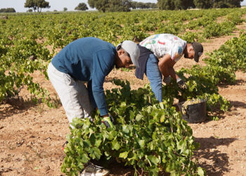 La vendimia llega a su cénit en la Denominación de Origen La Mancha con la recogida del Airén