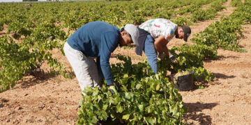 La vendimia llega a su cénit en la Denominación de Origen La Mancha con la recogida del Airén