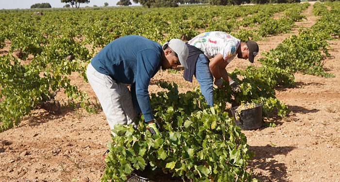 La vendimia llega a su cénit en la Denominación de Origen La Mancha con la recogida del Airén 1 La vendimia llega a su cénit en la Denominación de Origen La Mancha con la recogida del Airén