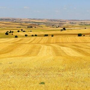 Más de medio millar de nuevos agricultores de tierras de cultivo de secano, arroz y tomate de industria en Castilla-La Mancha recibirán la ayuda extraordinaria de 1,6 millones de euros