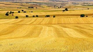 Más de medio millar de nuevos agricultores de tierras de cultivo de secano, arroz y tomate de industria en Castilla-La Mancha recibirán la ayuda extraordinaria de 1,6 millones de euros