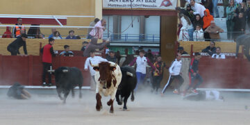 Sin incidencias en el segundo encierro de Guadalajara, largo y con el riesgo añadido de dos toros descolgados de la manada