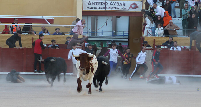 Sin incidencias en el segundo encierro de Guadalajara, largo y con el riesgo añadido de dos toros descolgados de la manada 1 Sin incidencias en el segundo encierro de Guadalajara, largo y con el riesgo añadido de dos toros descolgados de la manada