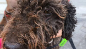 Un vecino de Quer lanza un crowdfunding para pagar los gastos veterinarios de una perrita que sufrió un accidente tras escapar de la pirotecnia